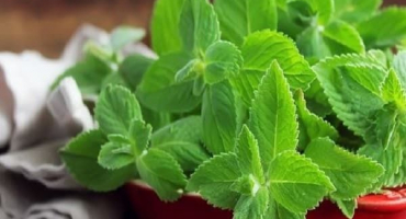 Jak uchovat mátu čerstvou v lednici na zimu